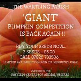 Giant Pumpkin Competition