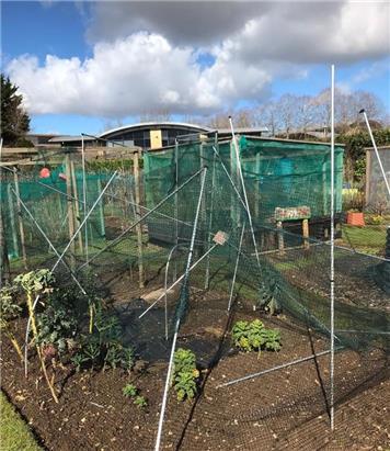  - The North wind did blow at up the Allotment...