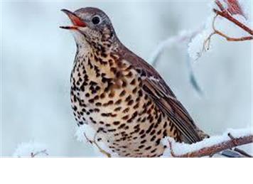 Nature jottings from Perrymill Lane March 2026