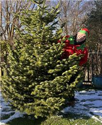 Hospice in the Weald - Christmas tree recycling