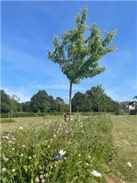 Darling Buds of June