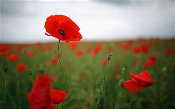 Remembrance Day