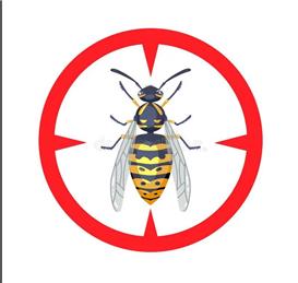 Wasps in Horton Road Bus Shelter