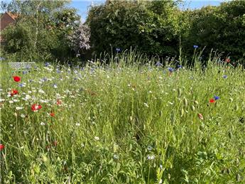 Parish Nature Plan for Freethorpe & Wickhampton