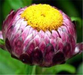 Local Plants for Sale