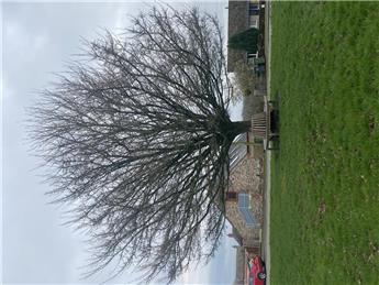 Beaumont Village Tree Bench