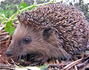  - Help Our Martinstown Hedgehogs