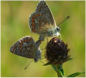 Bioblitz
