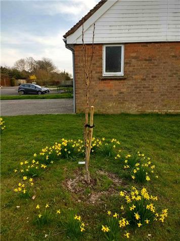 New Flowering Cherry tree in Travers Gardens - Tree projects in Bredgar