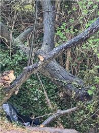 FIRE DAMAGE TO HEDGEROW ALONG CUCKOLDS GREEN ROAD