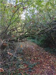 Fallen trees in Pocket Park
