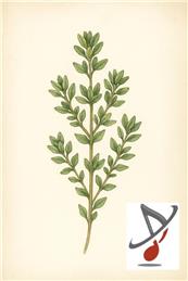 Spring Concert  (click for more information)