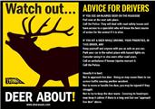 What to do if you hit a deer....