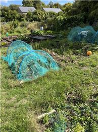 Allotments on Springvale Rd