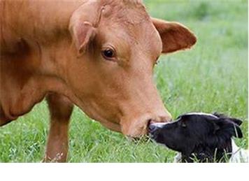 To All the Dog Walkers In Bomere Heath....