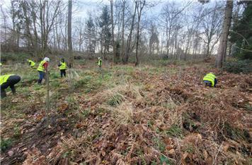 Monday 8th December 2025 Greyfield Wood