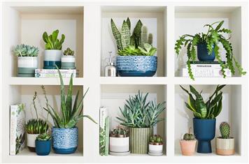 Houseplant January