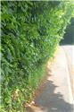 Overgrown Hedges in Speldhurst Parish