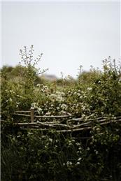 Hedges in field next to A168 and Community Park