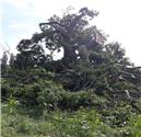 Ancient oak damaged