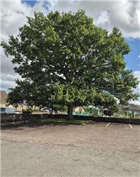 Tree Works Notice