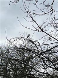 LITTLE EGRETS AND HERONS