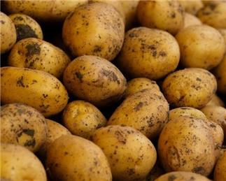 Mighty Potatoes From One Little Seed Potato Grow