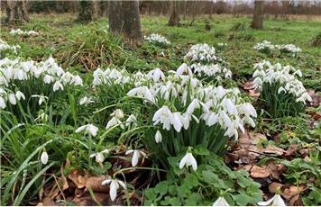 Snowdrops in Ditton Quarry Local Nature Reserve