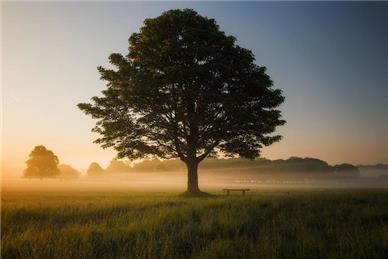  - Memorial Oak Tree for Queen Elizabeth II