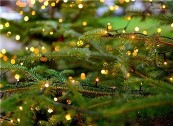 Real Tree Collections 