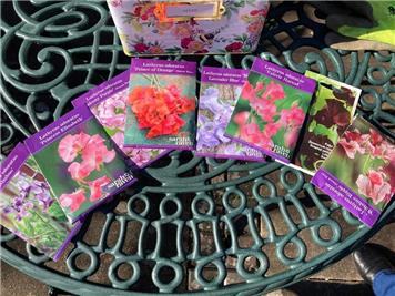  - Time to sow our sweet peas