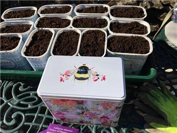  - Time to sow our sweet peas