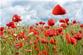 Village Act of Remembrance - Sunday 13th November