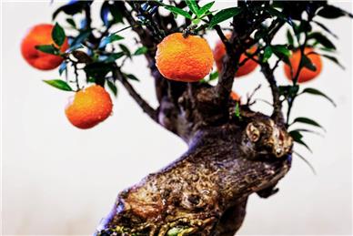 citrus myrtifolia bonsai - Bonsai Show