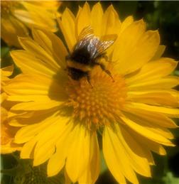 Battle In Bloom 2021