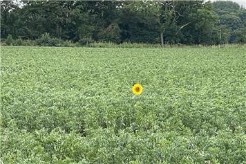 A remarkable  sunflower