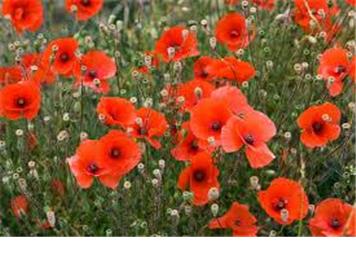 REMEMBERANCE - POPPIES