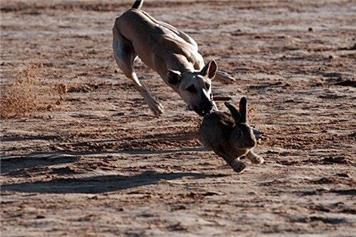 Nearby Illegal Hare Coursing