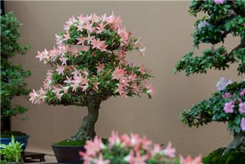 Bonsai Show 