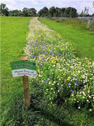 Community invited to get involved with mapping Thanet's wildflower areas