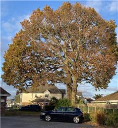 February 2025 newsletter part three