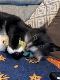 Local Man Overpowered by 8lb Feline