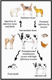 To All the Dog Walkers In Bomere Heath....