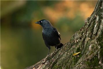 RSPB Autumn Bird Walk at Wisley