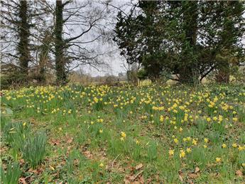 Spring in Hope Bagot