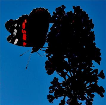 Profile of a Red Admiral - James Whatley - Summertime Photo Competition