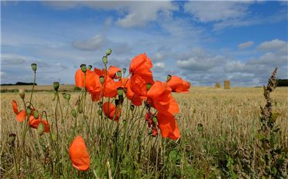 Poppies at Harvest Time - Claire Whatley - Summertime Photo Competition