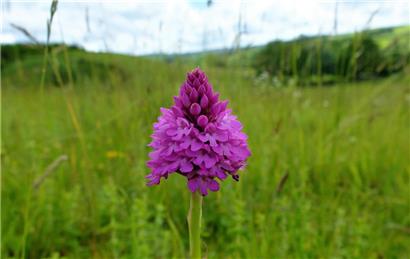 Pyramidal Orchid, Berwick - Claire Whatley - Summertime Photo Competition