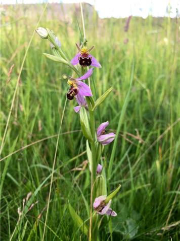 Bee Orchid - Summertime Photo Competition