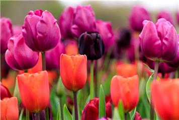 Spring colour - Tulips